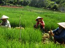 Rau củ Đà Lạt tăng giá mạnh Rau củ Đà Lạt tăng giá mạnh