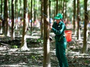 213 công nhân dự thi Bàn tay vàng ngành cao su 213 công nhân dự thi Bàn tay vàng ngành cao su