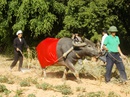 Dân Cát Tiên xuống đồng "lấy hên" trong ngày Thần Tài Dân Cát Tiên xuống đồng "lấy hên" trong ngày Thần Tài