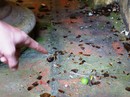 Nửa đêm, nhiều nhà dân bị kẻ xấu ném bom xăng Nửa đêm, nhiều nhà dân bị kẻ xấu ném bom xăng