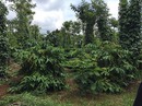 Trồng xen canh giúp nông dân tăng thu nhập Trồng xen canh giúp nông dân tăng thu nhập
