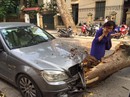 Trời nắng gió nhẹ, cây cổ thụ đổ đè lên xe Mercedes giữa phố Trời nắng gió nhẹ, cây cổ thụ đổ đè lên xe Mercedes giữa phố