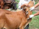 Trưởng thôn bị cán bộ thú y "bơm" thuốc tiêm phòng trâu bò vào người Trưởng thôn bị cán bộ thú y "bơm" thuốc tiêm phòng trâu bò vào người