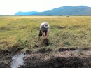 Mưa dầm, nông dân lao đao Mưa dầm, nông dân lao đao