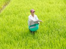 Bảo hộ DAP trong nước, nông dân chịu thiệt? Bảo hộ DAP trong nước, nông dân chịu thiệt?