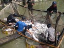 Tôm và cá tra tăng giá, nông dân không còn để bán Tôm và cá tra tăng giá, nông dân không còn để bán