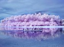 Ám ảnh "đảo mù màu" Ám ảnh "đảo mù màu"