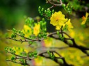 Loại hoa nào nên và không nên cắm trên ban thờ ngày Tết Loại hoa nào nên và không nên cắm trên ban thờ ngày Tết