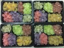 Chị em Hà thành lên cơn sốt hạt đác Chị em Hà thành lên cơn sốt hạt đác