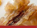 Tuyết giáp, thần dược 100 triệu/kg nấu chè giải nhiệt Tuyết giáp, thần dược 100 triệu/kg nấu chè giải nhiệt