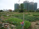Cơn sốt đầu tư đang lan sang đất nông nghiệp Cơn sốt đầu tư đang lan sang đất nông nghiệp