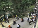 Thót tim cây tùng 30 năm tuổi đổ trên phố Đà Lạt Thót tim cây tùng 30 năm tuổi đổ trên phố Đà Lạt