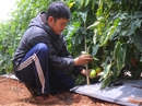Khi kỹ sư làm thuê cho nông dân Khi kỹ sư làm thuê cho nông dân