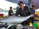 Ngư dân trúng đậm lộc biển cuối năm Ngư dân trúng đậm lộc biển cuối năm