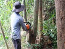 Thủ tướng chỉ lệnh không chuyển đổi rừng Tây Nguyên! Thủ tướng chỉ lệnh không chuyển đổi rừng Tây Nguyên!