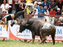 Có nên cấm lễ hội chọi trâu ở Đồ Sơn? Có nên cấm lễ hội chọi trâu ở Đồ Sơn?