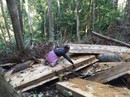 RỪNG VẪN "CHẢY MÁU" SAU LỆNH ĐÓNG CỬA (*): Câu hỏi khó RỪNG VẪN "CHẢY MÁU" SAU LỆNH ĐÓNG CỬA (*): Câu hỏi khó