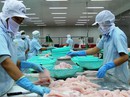 TÍNH KẾ BỀN VỮNG CHO CÁ TRA (*): Vực dậy bằng cách nào? TÍNH KẾ BỀN VỮNG CHO CÁ TRA (*): Vực dậy bằng cách nào?