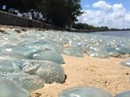 Hàng ngàn con sứa "đổi màu" bờ biển Úc Hàng ngàn con sứa "đổi màu" bờ biển Úc