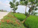 Ngỡ ngàng những con đường hoa rực rỡ làng quê miền Bắc Ngỡ ngàng những con đường hoa rực rỡ làng quê miền Bắc
