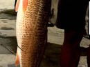 Bình Định: Bắt được “cá lạ” 5 kg nghi cá sủ vàng Bình Định: Bắt được “cá lạ” 5 kg nghi cá sủ vàng