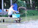 Thu nhập cao nhờ nuôi ghép cá Thu nhập cao nhờ nuôi ghép cá