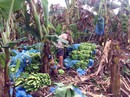 Thanh niên Đồng Nai ‘giải cứu’ chuối giúp nông dân Thanh niên Đồng Nai ‘giải cứu’ chuối giúp nông dân