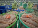 Doanh nghiệp cá tra tự "giết" nhau Doanh nghiệp cá tra tự "giết" nhau