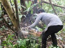 Đề nghị tạm dừng dự án xóa rừng để nuôi bò Đề nghị tạm dừng dự án xóa rừng để nuôi bò