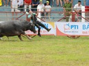 Không phục dựng lễ hội bạo lực Không phục dựng lễ hội bạo lực