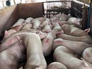 Tiêm thuốc an thần cho heo: Phải xử lý mạnh tay hơn nữa Tiêm thuốc an thần cho heo: Phải xử lý mạnh tay hơn nữa