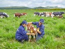 Bò organic ở trang trại như ở… khách sạn! Bò organic ở trang trại như ở… khách sạn!