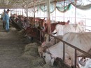 Nông dân thành tỷ phú giữa vùng "đất chết" Nông dân thành tỷ phú giữa vùng "đất chết"