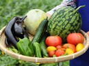 Sản xuất hữu cơ không dễ! Sản xuất hữu cơ không dễ!