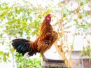 Một bữa cãi Một bữa cãi