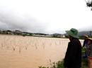 Rơi nước mắt tại thủ phủ rau Đà Lạt Rơi nước mắt tại thủ phủ rau Đà Lạt
