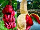Những lợi ích sức khỏe khi ăn chuối đỏ Những lợi ích sức khỏe khi ăn chuối đỏ