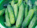 Dưa leo chữa bệnh mùa nóng Dưa leo chữa bệnh mùa nóng