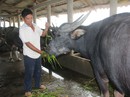 Nuôi trâu thành tỉ phú Nuôi trâu thành tỉ phú