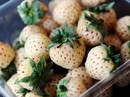 Dâu tây Bạch Tuyết: Đắt nhất thế giới, dân Việt mua ăn vặt Dâu tây Bạch Tuyết: Đắt nhất thế giới, dân Việt mua ăn vặt