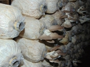Kỹ sư 8x trồng nấm bào ngư thu trăm triệu đồng Kỹ sư 8x trồng nấm bào ngư thu trăm triệu đồng