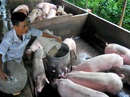 Vì đâu cả lúc trắng tay nông dân vẫn ngán bảo hiểm nông nghiệp? Vì đâu cả lúc trắng tay nông dân vẫn ngán bảo hiểm nông nghiệp?