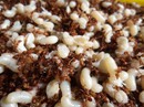Bí ẩn tộc người ăn trứng kiến ở Kon Tum Bí ẩn tộc người ăn trứng kiến ở Kon Tum