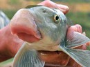 Những loài cá "tiến vua" đắt đỏ nhưng vẫn được săn lùng Những loài cá "tiến vua" đắt đỏ nhưng vẫn được săn lùng