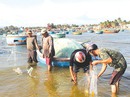 Mê mẩn xem bắt cá đối ở La Gàn Mê mẩn xem bắt cá đối ở La Gàn