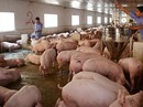 Đừng mơ heo hơi quay về giá 45.000-50.000 đồng/kg như trước Đừng mơ heo hơi quay về giá 45.000-50.000 đồng/kg như trước