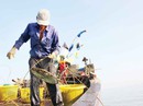 Săn ốc cà na trên biển Gò Công Săn ốc cà na trên biển Gò Công