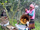 Hoa mắt với phụ nữ Mông ở Hà Giang Hoa mắt với phụ nữ Mông ở Hà Giang