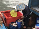 Dợn lòng nước mắt phu biển Dợn lòng nước mắt phu biển