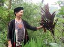 Kỳ bí bài thuốc "sinh lý" của 1 phụ nữ người Dao Kỳ bí bài thuốc "sinh lý" của 1 phụ nữ người Dao